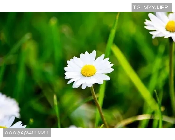 深度对话吴强分享排球人生的奋斗与梦想之路