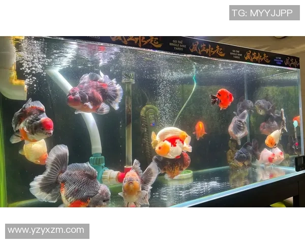 足球兰寿:探索足球文化与兰寿精神的完美结合之旅 足球兰寿:探索足球文化与兰寿精神的完美结合之旅